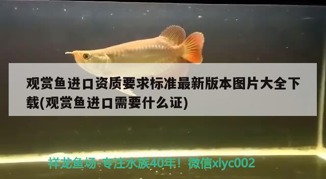 观赏鱼进口资质要求标准最新版本图片大全下载(观赏鱼进口需要什么证) 观赏鱼进出口