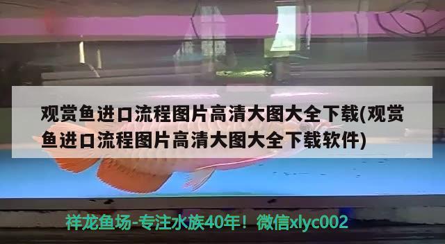 观赏鱼进口流程图片高清大图大全下载(观赏鱼进口流程图片高清大图大全下载软件) 观赏鱼进出口