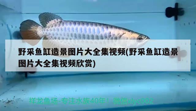 我家门朝南鱼缸摆放在客厅哪个位置是旺财，客厅门口放鱼缸好吗 养鱼的好处 第3张