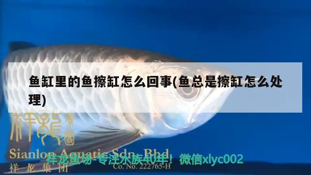 鱼缸里的鱼擦缸怎么回事(鱼总是擦缸怎么处理) 水族用品