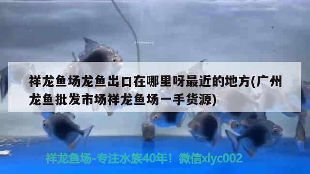 祥龙鱼场龙鱼出口在哪里呀最近的地方(广州龙鱼批发市场祥龙鱼场一手货源)