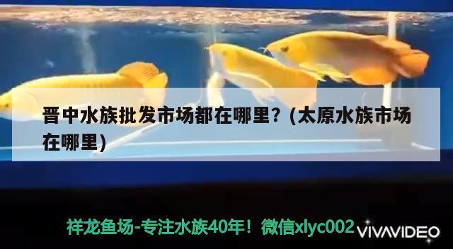 晋中水族批发市场都在哪里？(太原水族市场在哪里)