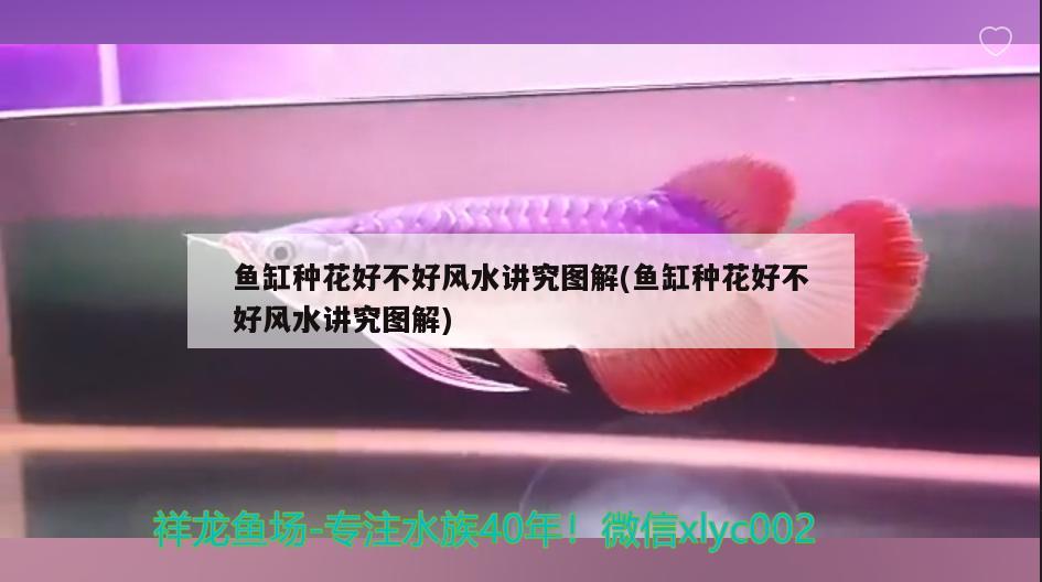 印度观赏鱼进口商排名榜前十名品种图片大全(印度观赏鱼供货商)