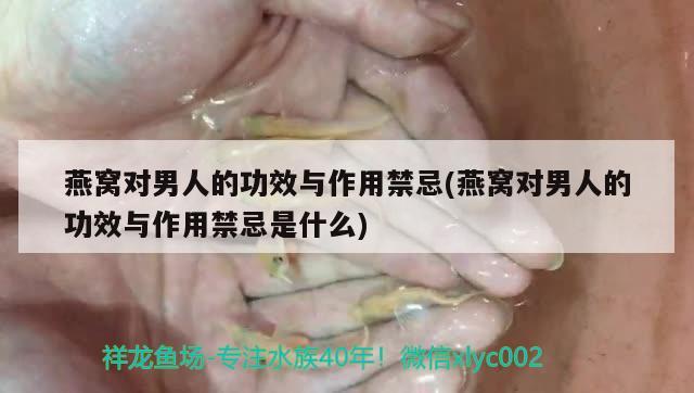 燕窝对男人的功效与作用禁忌(燕窝对男人的功效与作用禁忌是什么) 马来西亚燕窝