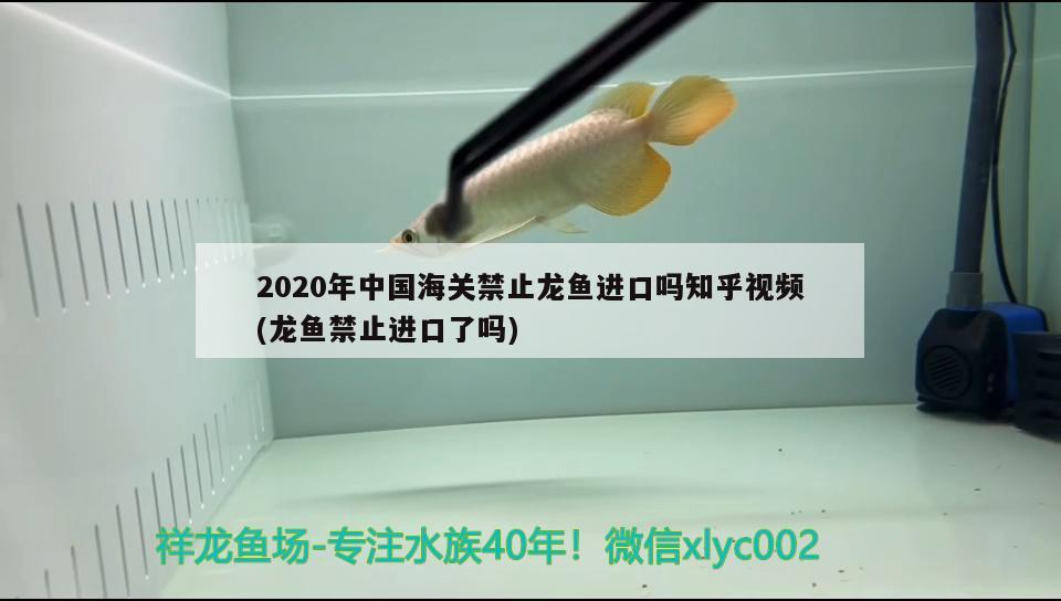 2020年中国海关禁止龙鱼进口吗知乎视频(龙鱼禁止进口了吗)