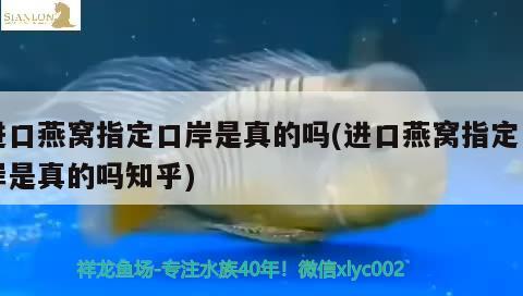 进口燕窝指定口岸是真的吗(进口燕窝指定口岸是真的吗知乎) 马来西亚燕窝