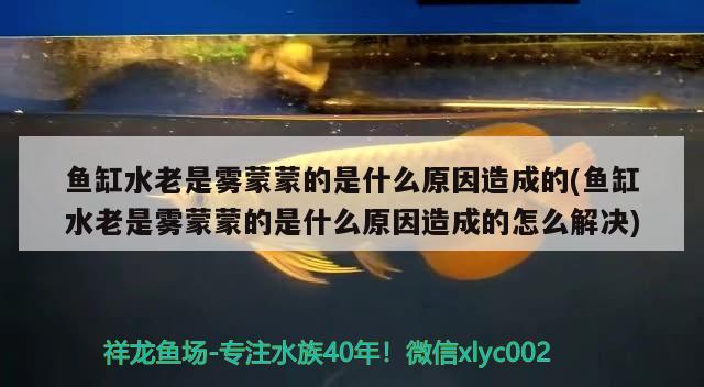 鱼缸水老是雾蒙蒙的是什么原因造成的(鱼缸水老是雾蒙蒙的是什么原因造成的怎么解决)