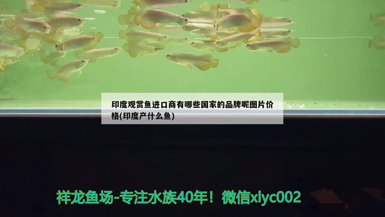 印度观赏鱼进口商有哪些国家的品牌呢图片价格(印度产什么鱼)