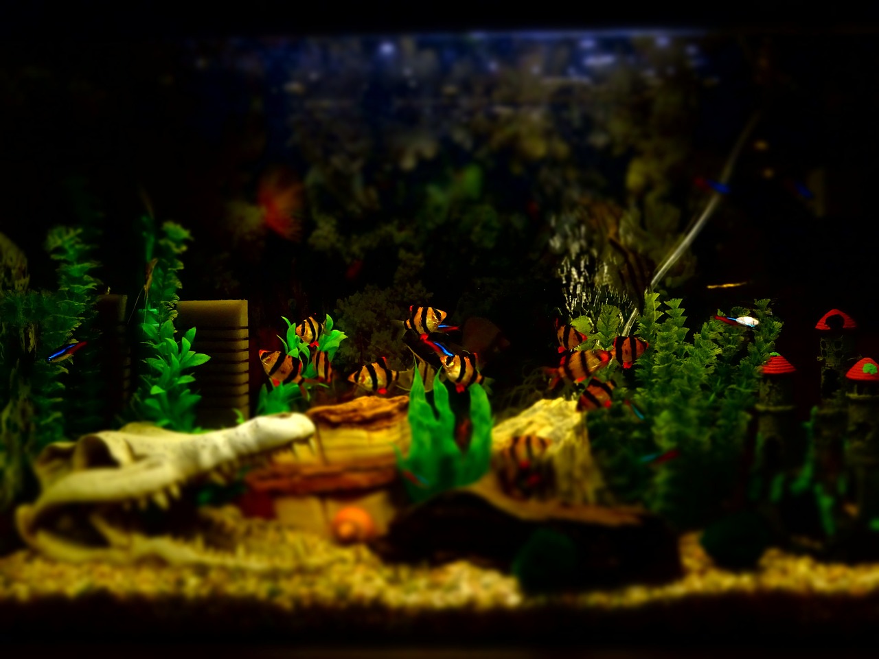鱼缸里养水培植物图片：打造独特的水景花园鱼缸里养水培植物图片 观赏鱼进出口 第1张