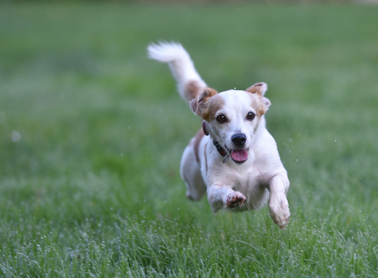 巴哥犬是什么品种， 充氧泵 第2张