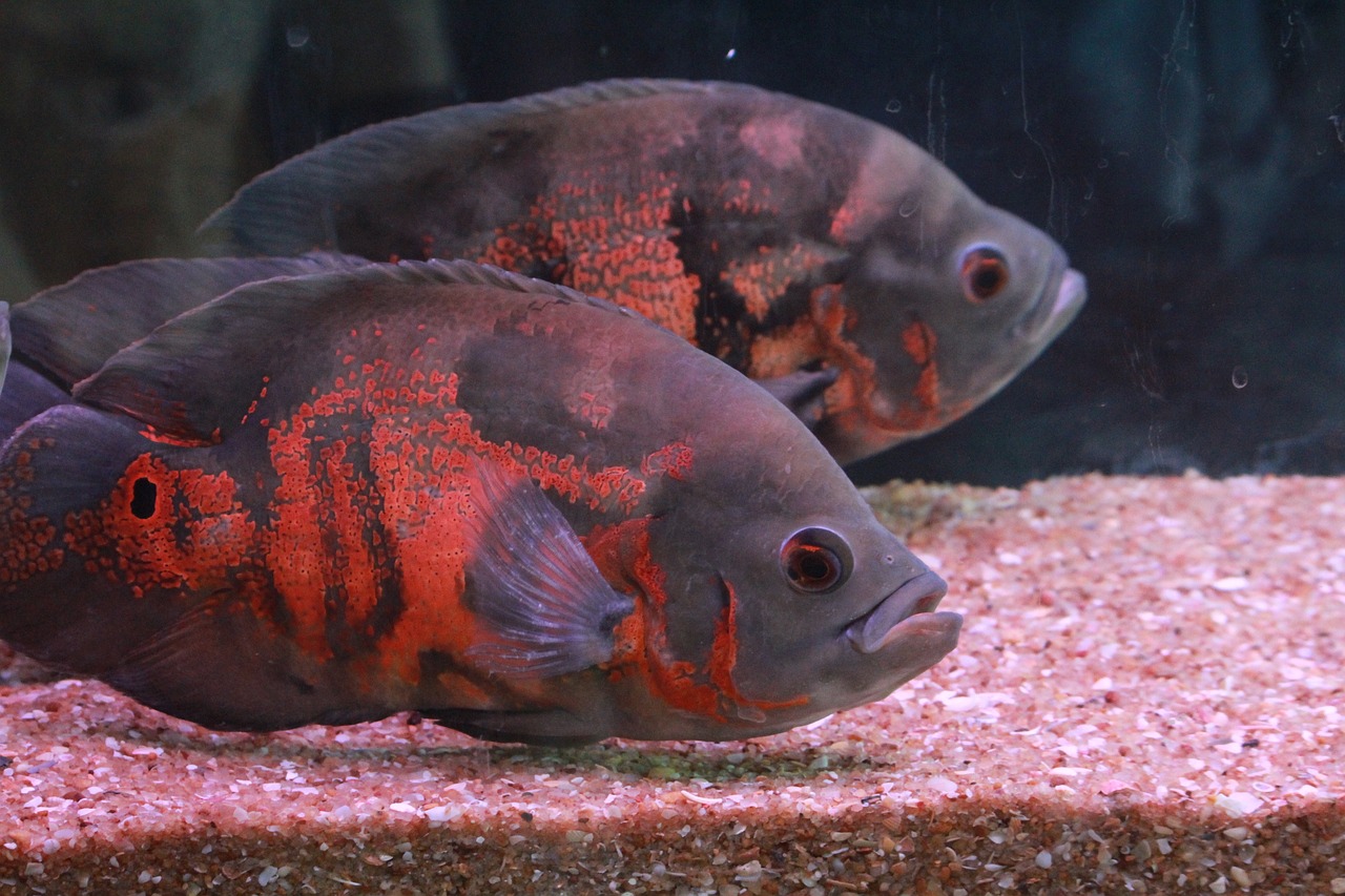 闲鱼网二手水族鱼缸陈仓区内(咸鱼网二手鱼缸) 白子黑帝王魟鱼 第2张