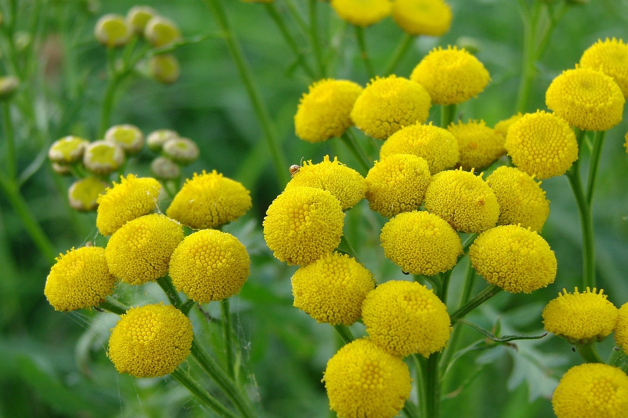 农村俗名叫“和尚头”的植物和尚头植物全图和草药全图 杀菌消毒设备 第2张