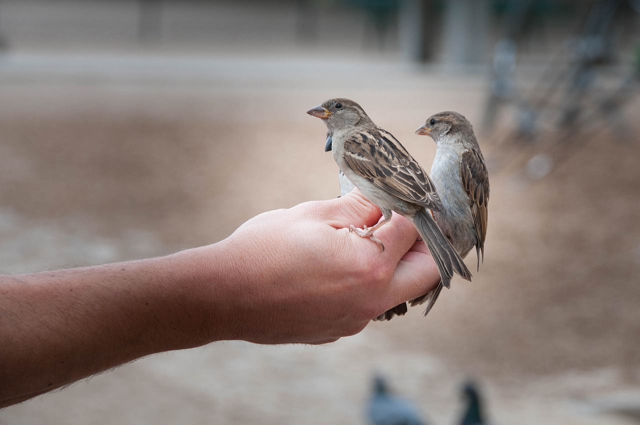 人可以吃鳄雀鳝吗，鳄雀鳝为什么不能吃东西