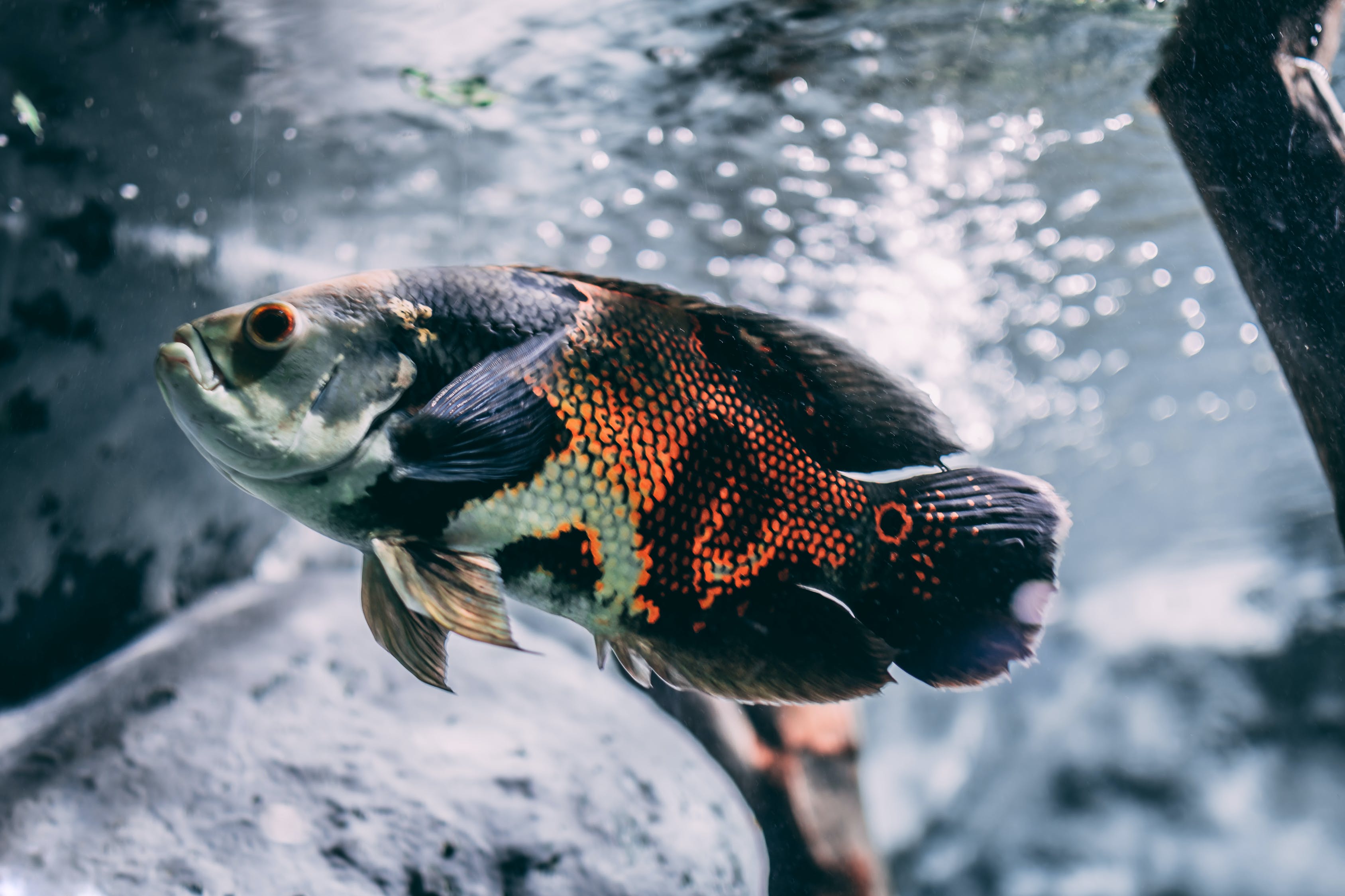 淡水观赏鱼混养：优雅的水族馆生态淡水观赏鱼混养的最佳搭配组合 杰西卡恐龙鱼 第2张