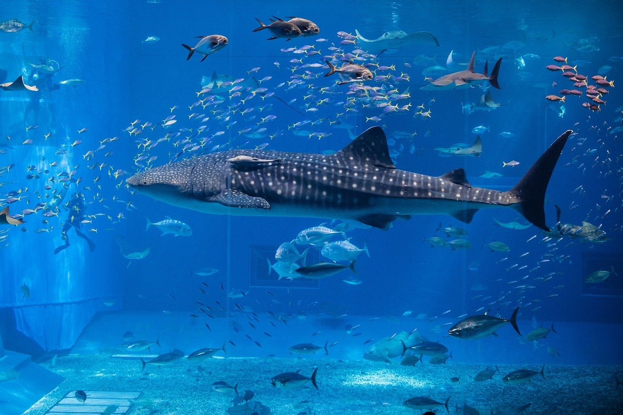 合肥水族批发市场进货价格是多少钱合肥水族批发市场进货价格是多少钱 观赏鱼水族批发市场 第2张