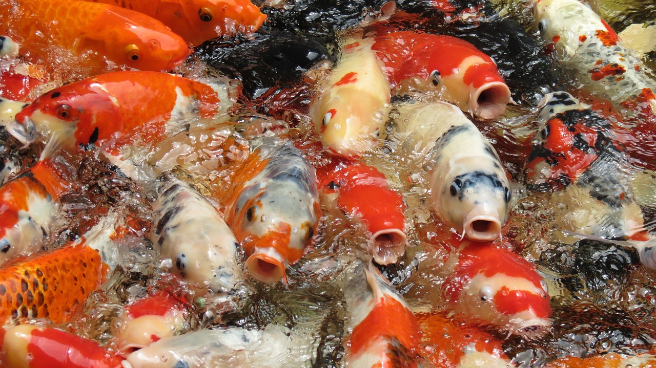 红白锦鲤鱼养殖方法是什么，红白锦鲤苗多久能上色
