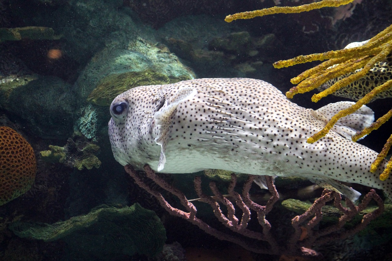 鱼缸裂开了一条10公分的纹还能用吗  祥龙水族滤材/器材 第1张