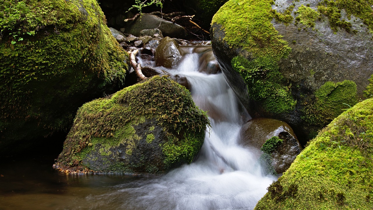 鱼缸造景教程水陆缸造景教程水陆缸造景教程超详细教程 观赏鱼 第2张