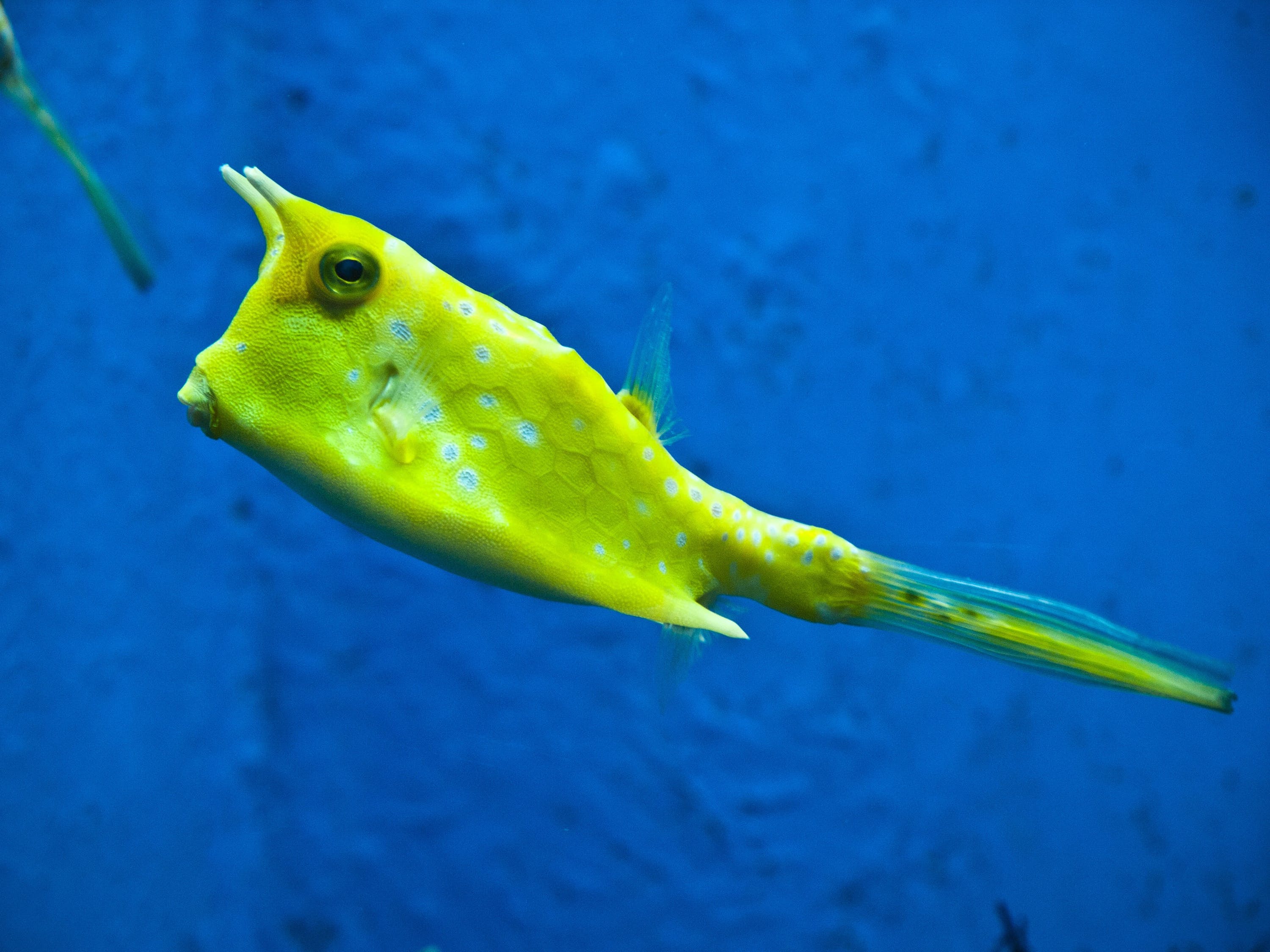 观赏鱼水族馆照片真实高清(观赏鱼水草种类及图片)