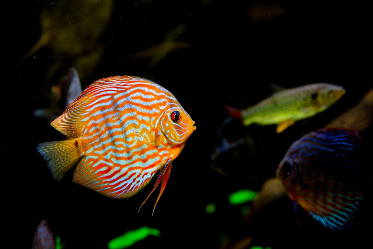 天津水族批发市场有哪些鱼类图片及价格 观赏鱼水族批发市场 第2张