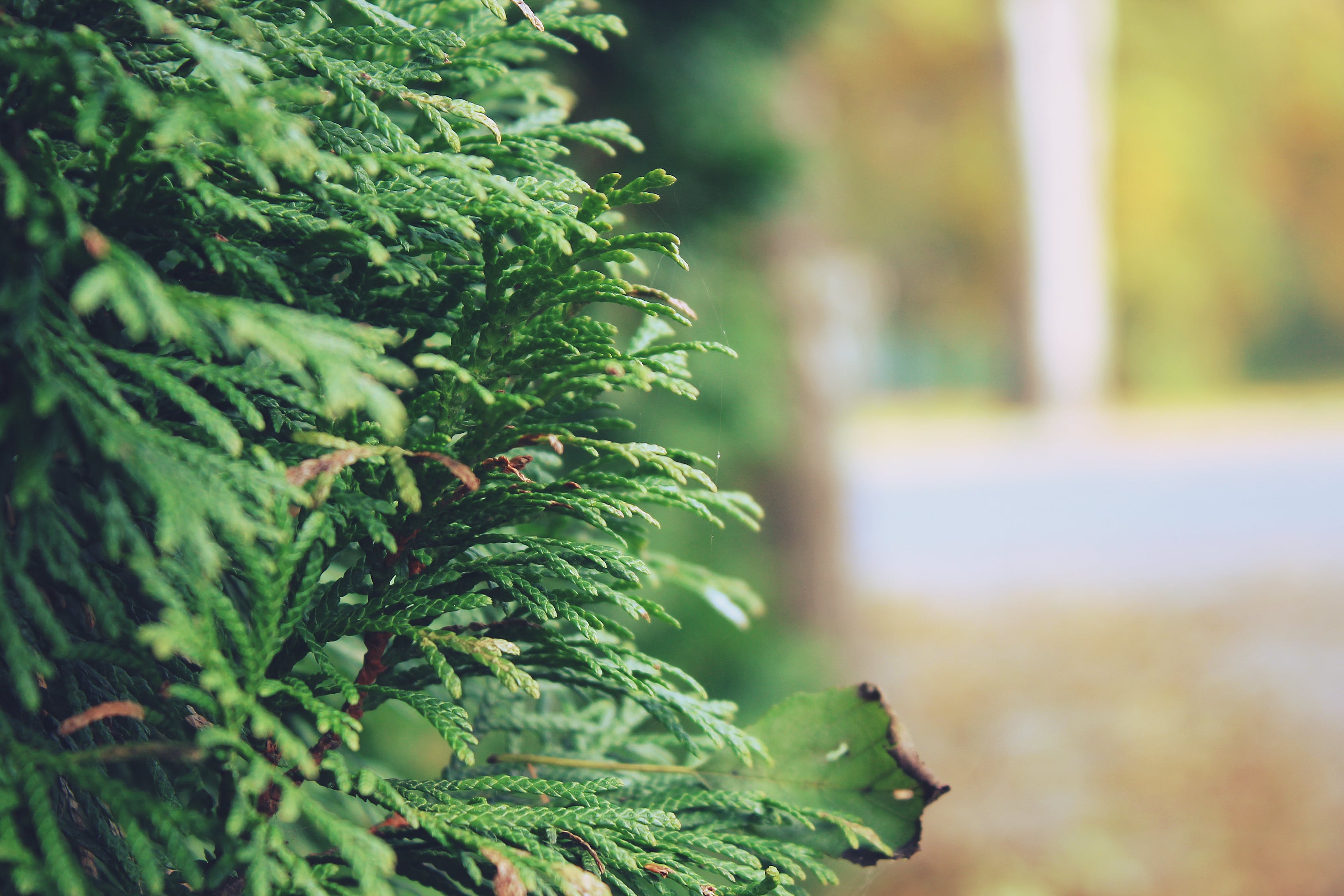 海盐鱼缸能放什么植物海盐鱼缸适合种植哪些植物 观赏鱼市场（混养鱼） 第1张