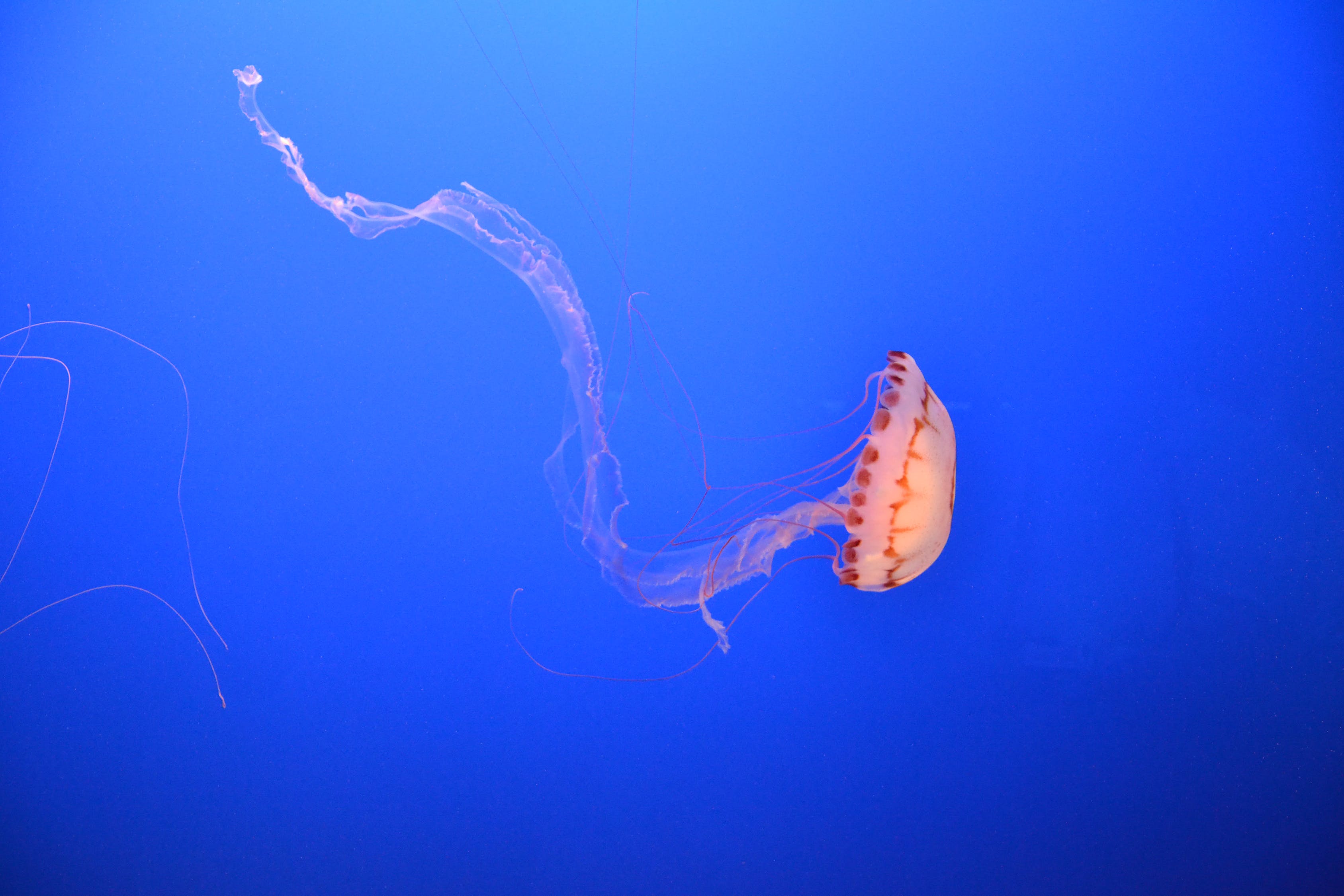 宽城满族自治县蓝珊水族馆  全国水族馆企业名录 第2张