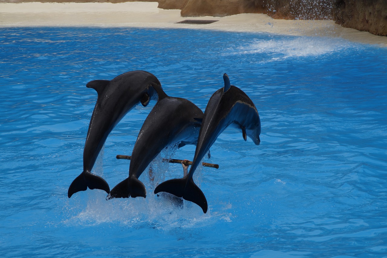 滕州市水舞天下水族馆  全国水族馆企业名录 第2张