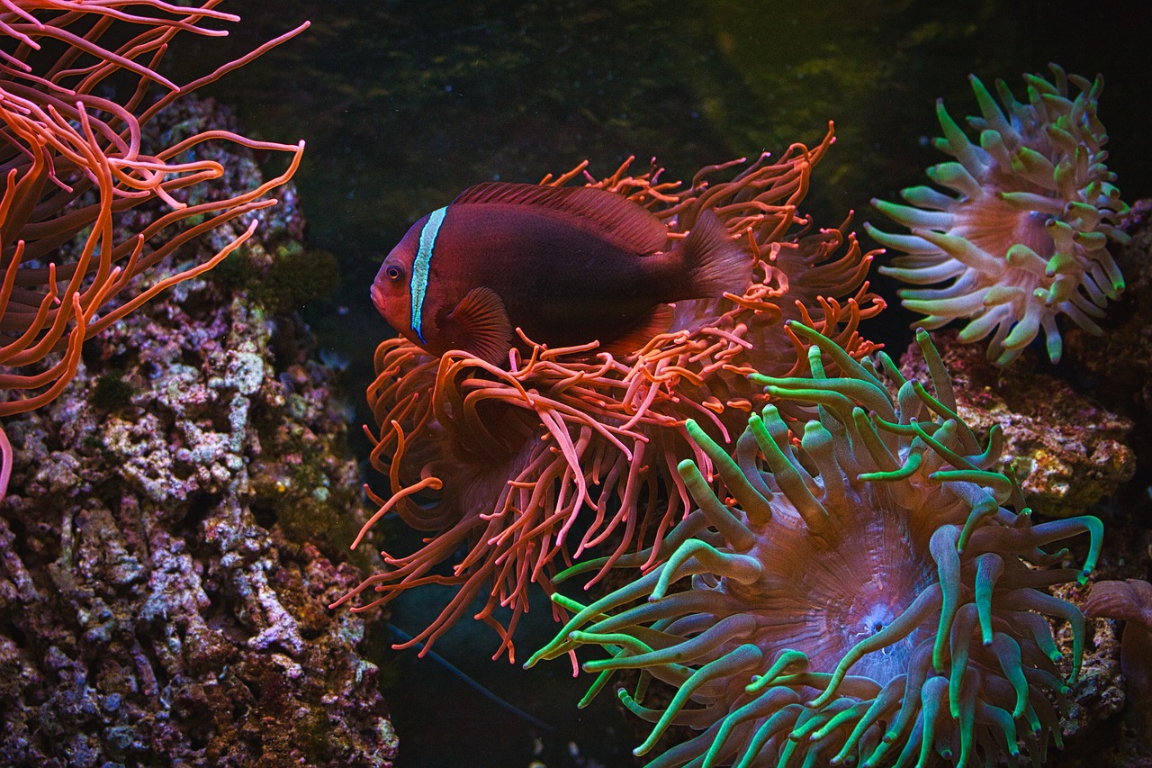 探索海洋世界的绝佳去处 全国水族馆企业名录 第2张