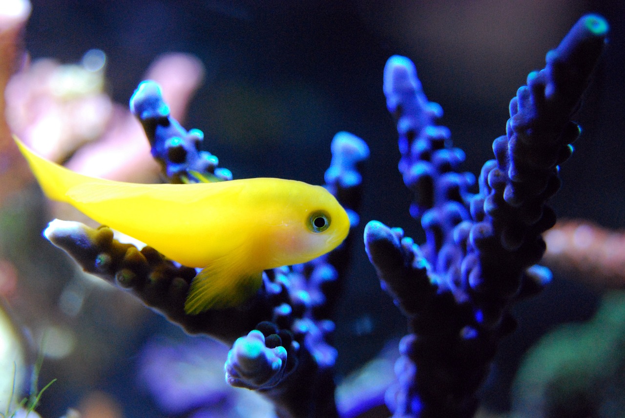 安平县博达水族馆：探索海洋世界的奇妙旅程【标签