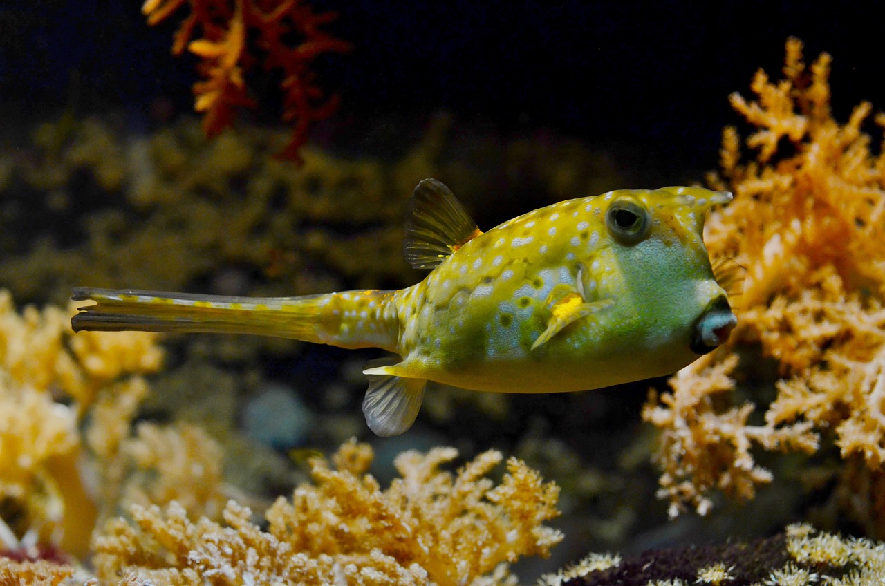 城阳区明漾鑫水族馆 