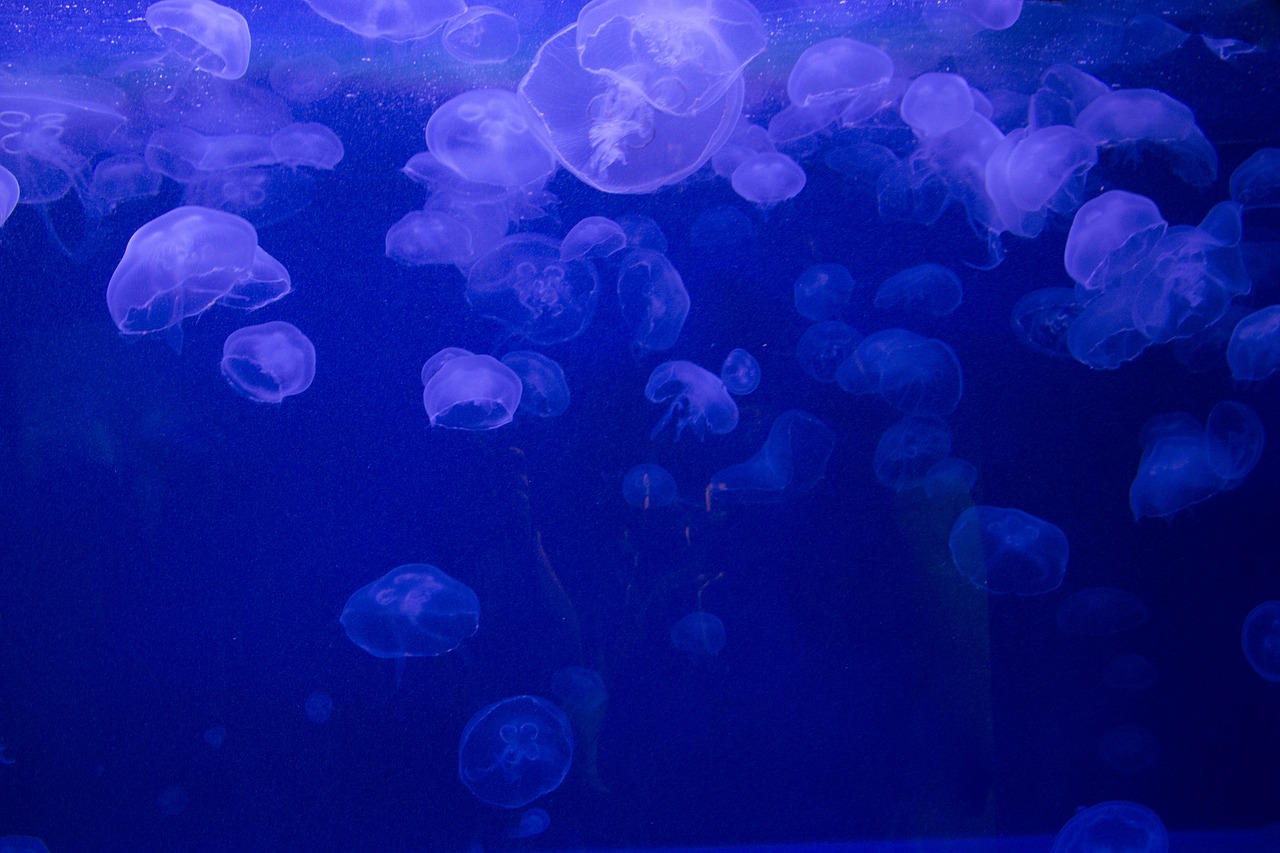 城阳区明漾鑫水族馆  全国水族馆企业名录 第2张