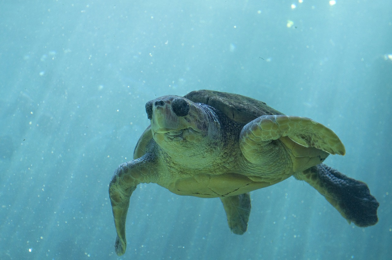 高碑店市大熊龟宠水族馆 （高碑店市大熊龟宠水族馆电话） 乌龟 第2张