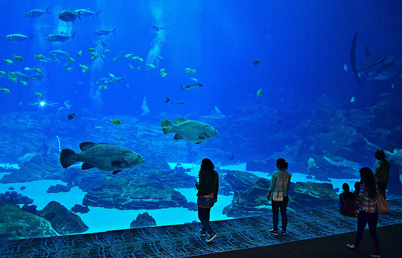 上海鱼友水族科技有限公司 （上海鱼友水族科技有限公司怎么样） 全国水族馆企业名录 第2张