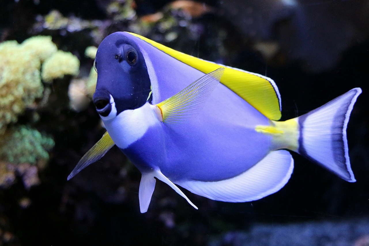 裕华七秒水族馆 