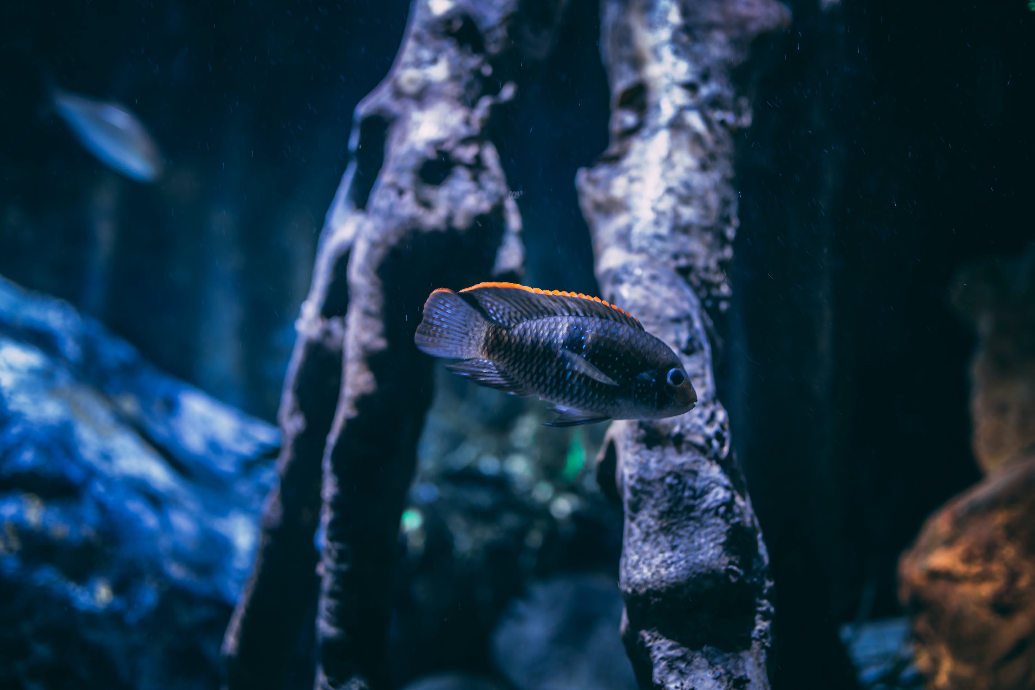 武清卖鱼缸的电话：武清卖鱼缸的电话地址 广州水族批发市场 第3张