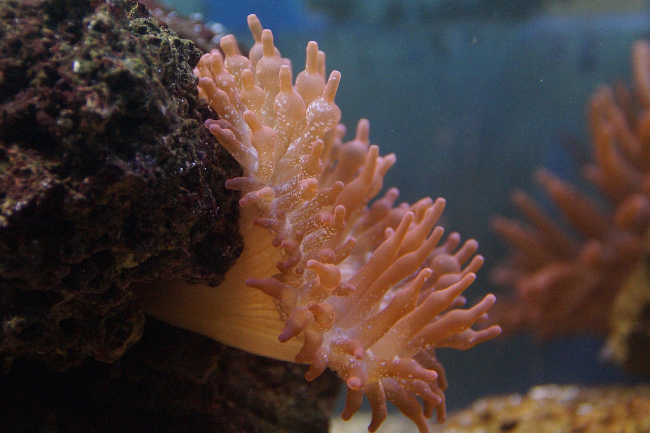 广州水族批发市场祥龙鱼场电话（广州水族批发市场祥龙鱼场电话地址） 观赏鱼水族批发市场 第2张