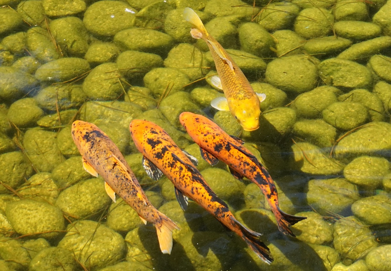 花鳞鲤鱼（花鳞鱼是什么鱼）