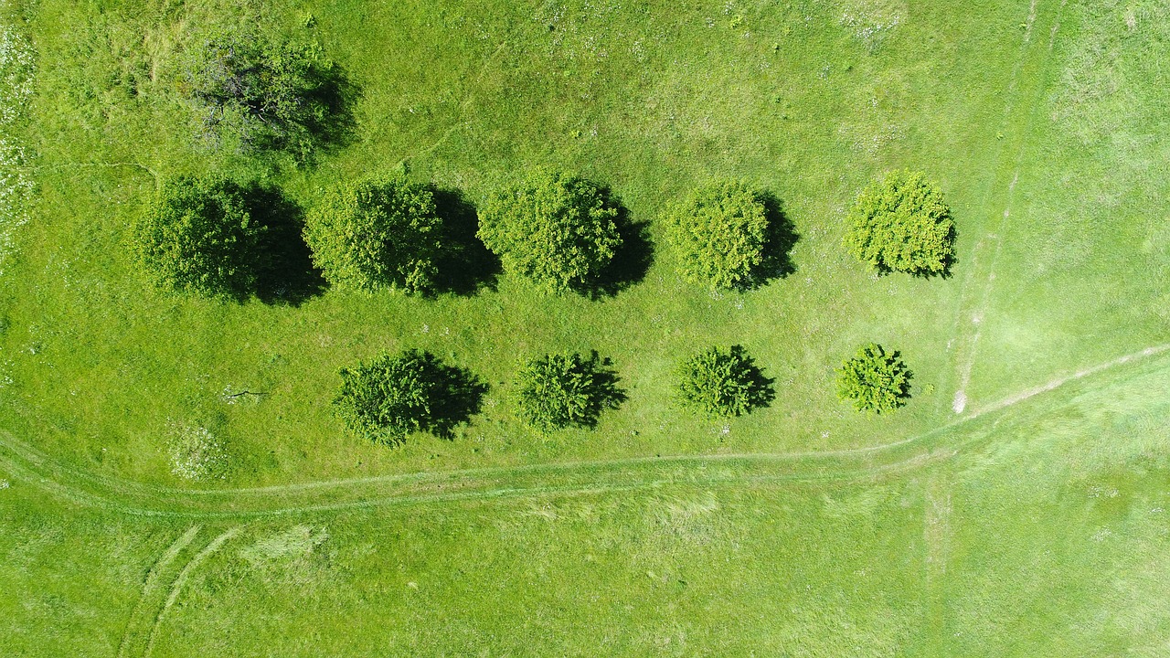 净化空气吸甲醛最好的植物排名（净化空气吸甲醛最好的植物排名龟背竹） 乌龟 第2张