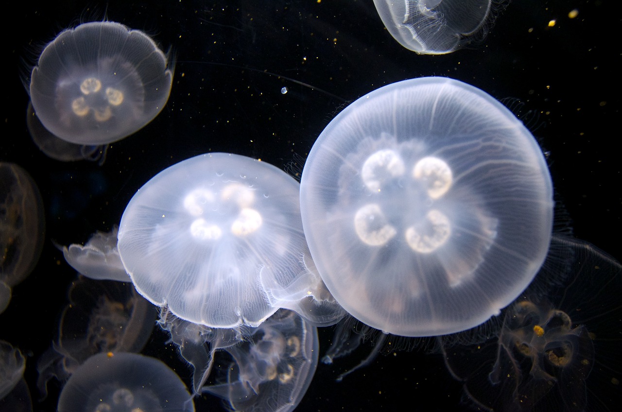 鞍山哪里有水族馆_（鞍山万达水族馆） 鹦鹉鱼 第2张