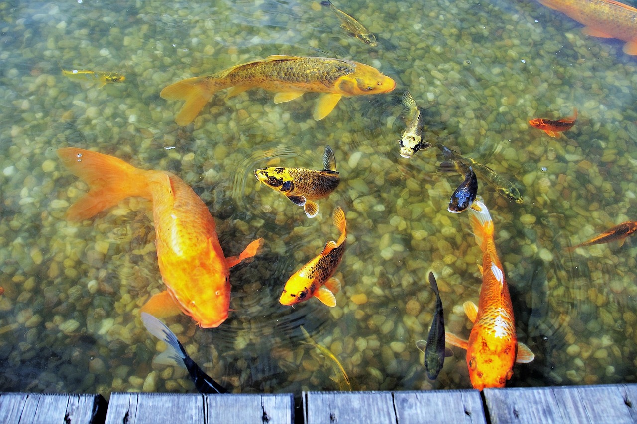 临沧水族馆罗汉不吃食怎么办 红魔王银版鱼 第2张