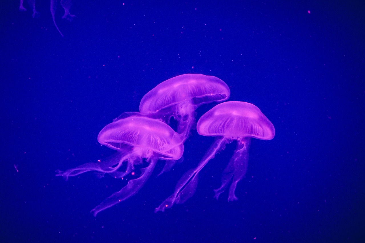 水族活动 （水族活动主题有哪些） 水族主题相关 第1张