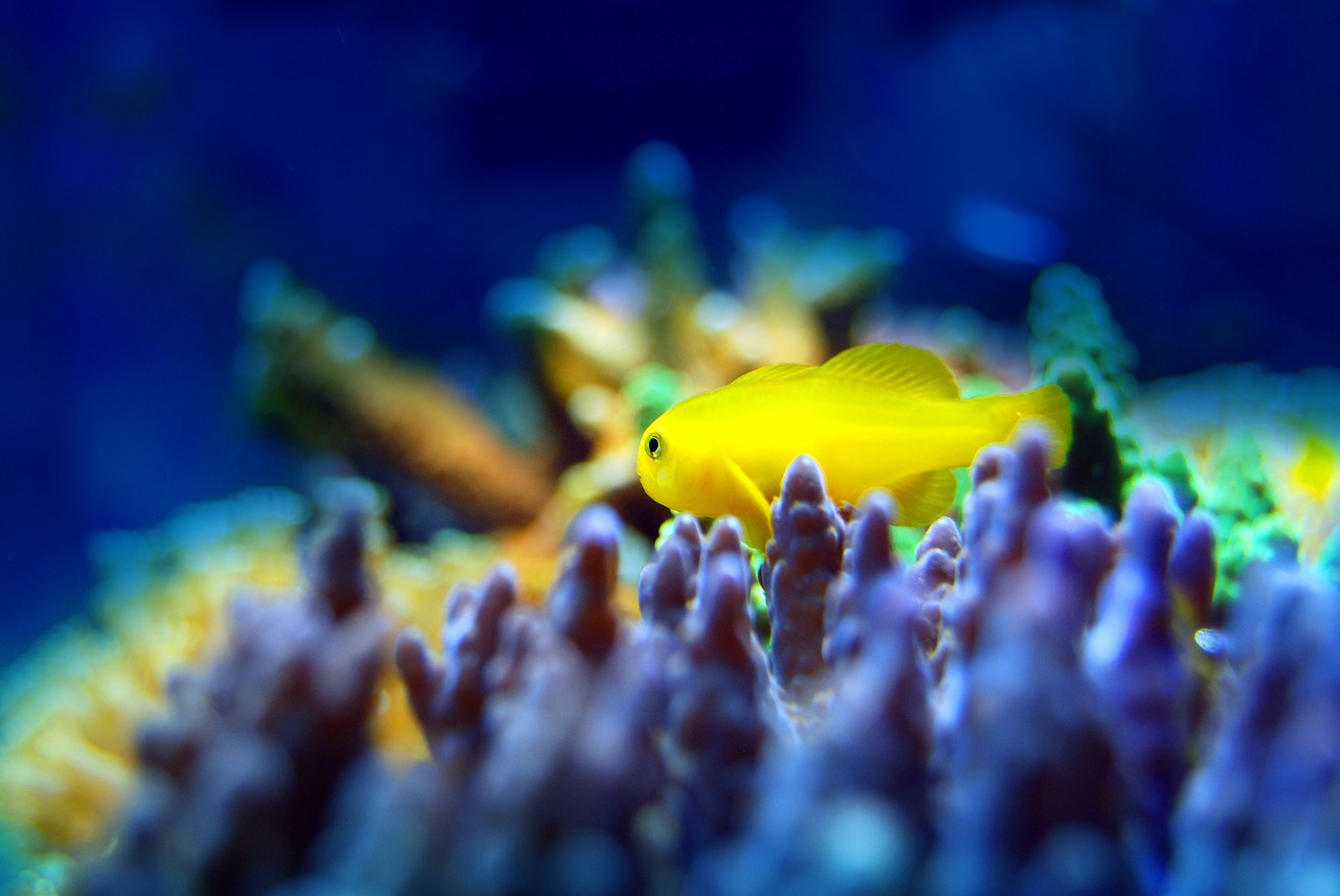 水族馆餐厅装修效果图 （水族馆餐厅装修效果图大全）