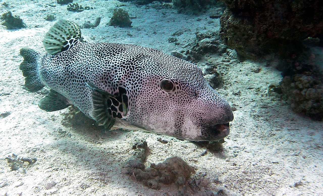 很久以前的一款水族馆游戏 （很久以前的一款水族馆游戏,可以配不同颜色的鱼） 水族主题相关 第1张