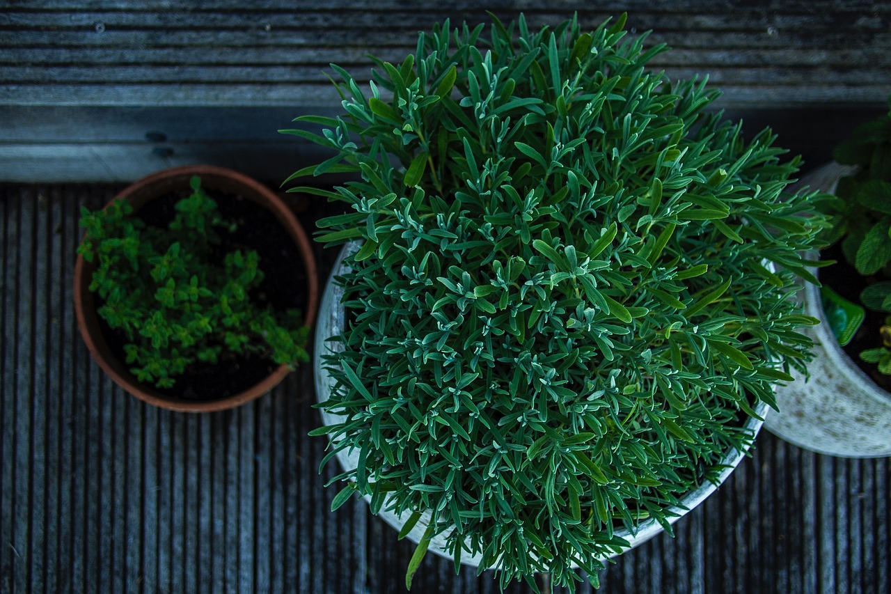 矾根植物墙图片 