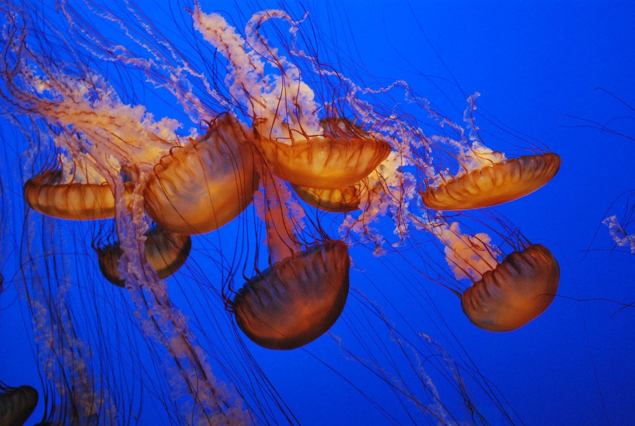 水族馆布置 （水族馆布置图） 水族主题相关 第2张