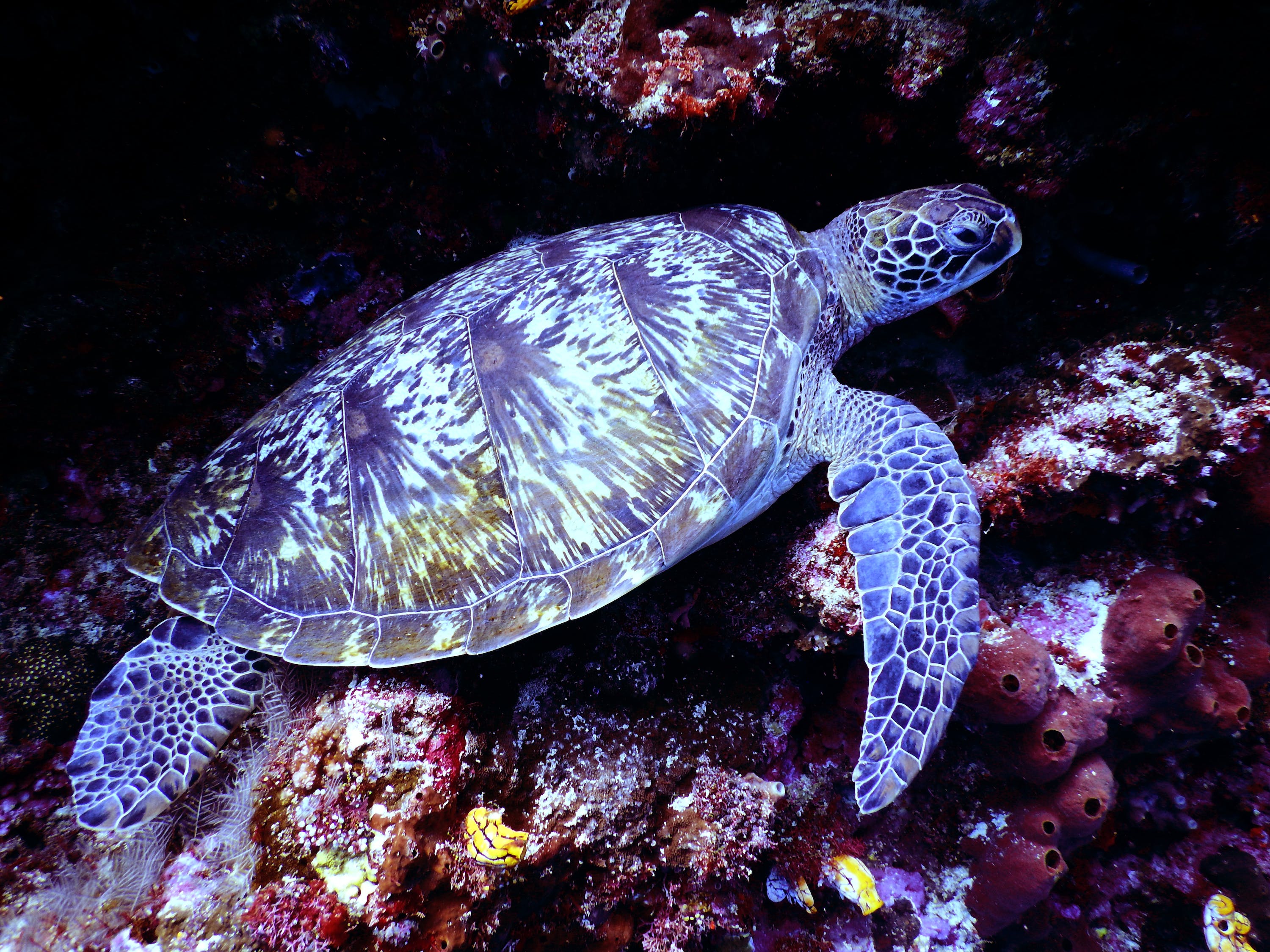 水族绘画图片 （水族绘画图片大全） 水族主题相关 第1张