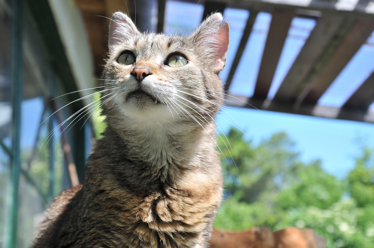 招财猫鱼黄色好养吗（黄色招财猫鱼为什么那么贵） 斑马鸭嘴鱼 第1张