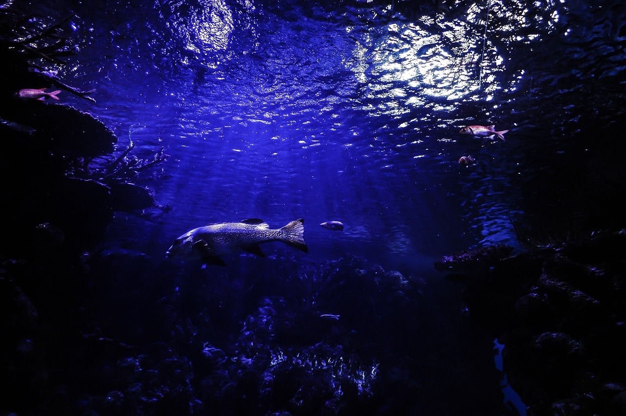 兴城市鑫龙兴生态水族馆  全国水族馆企业名录 第2张