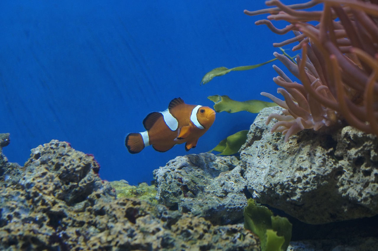 水族馆绘画素材  水族主题相关 第1张