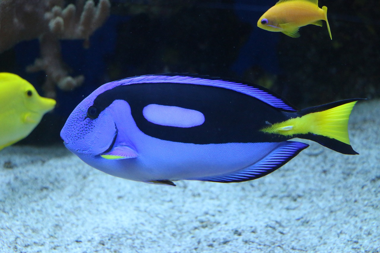 水族馆画画图片大全儿童 （水族馆画画图片大全儿童版） 水族主题相关 第2张